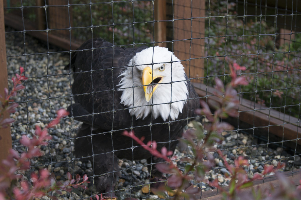 Sitka Raptor Center