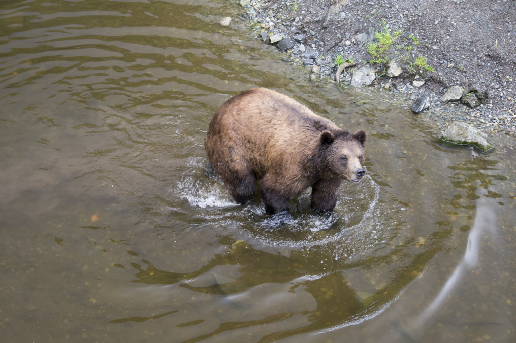 Fortress of the Bear Sitka
