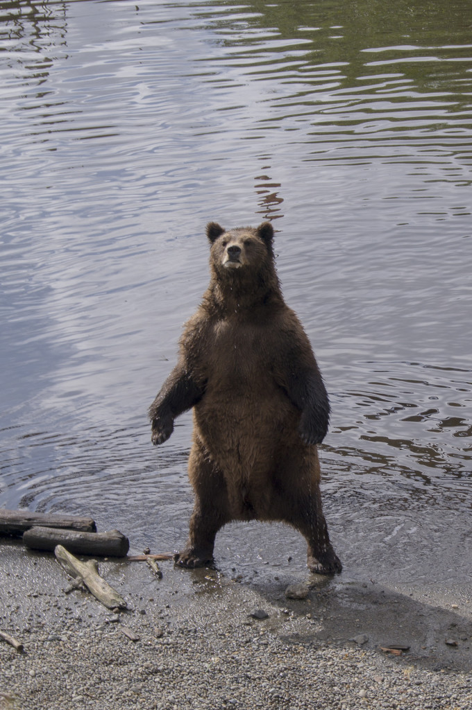 Bär Sitka