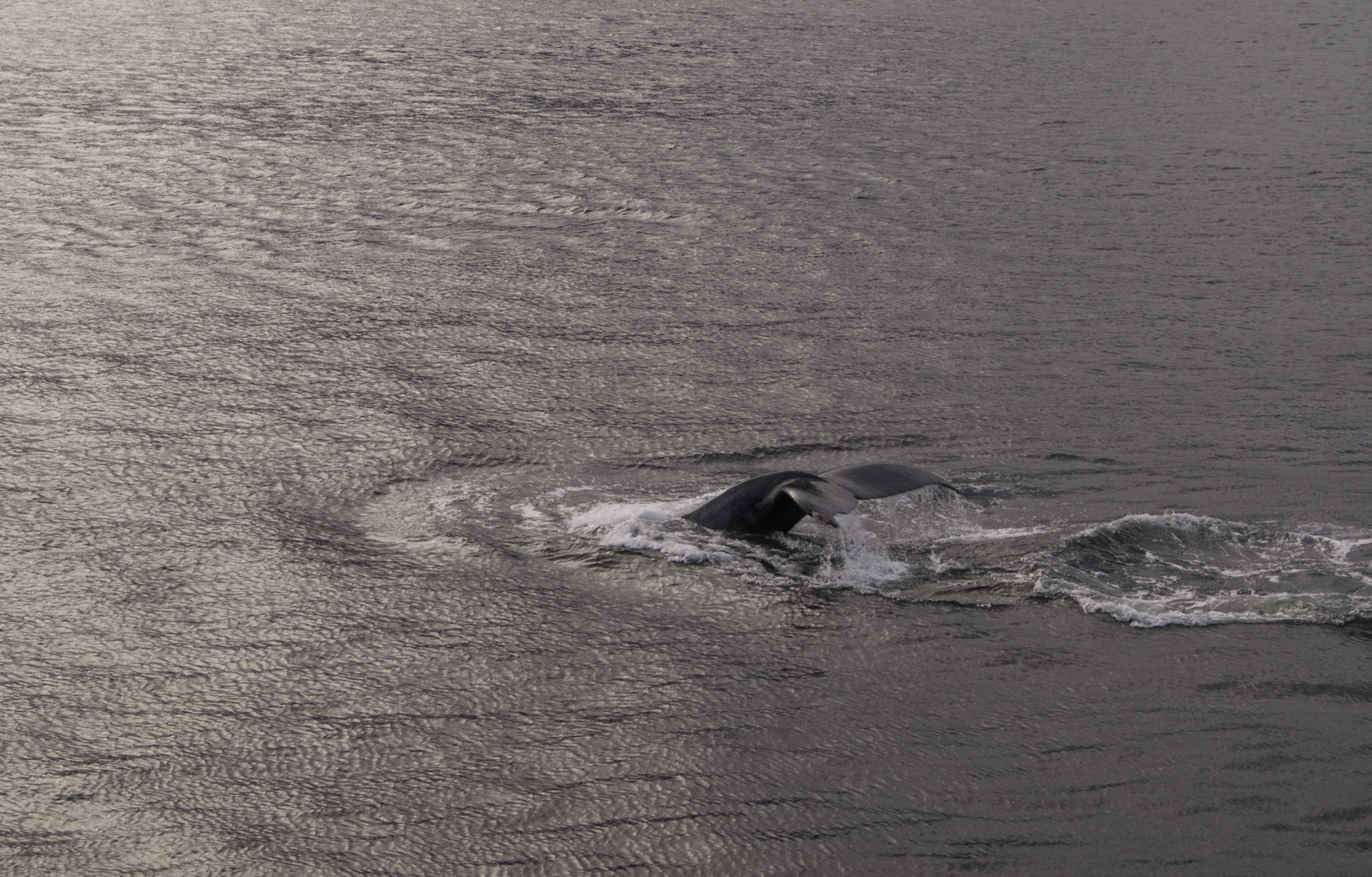 Whalefest in Sitka