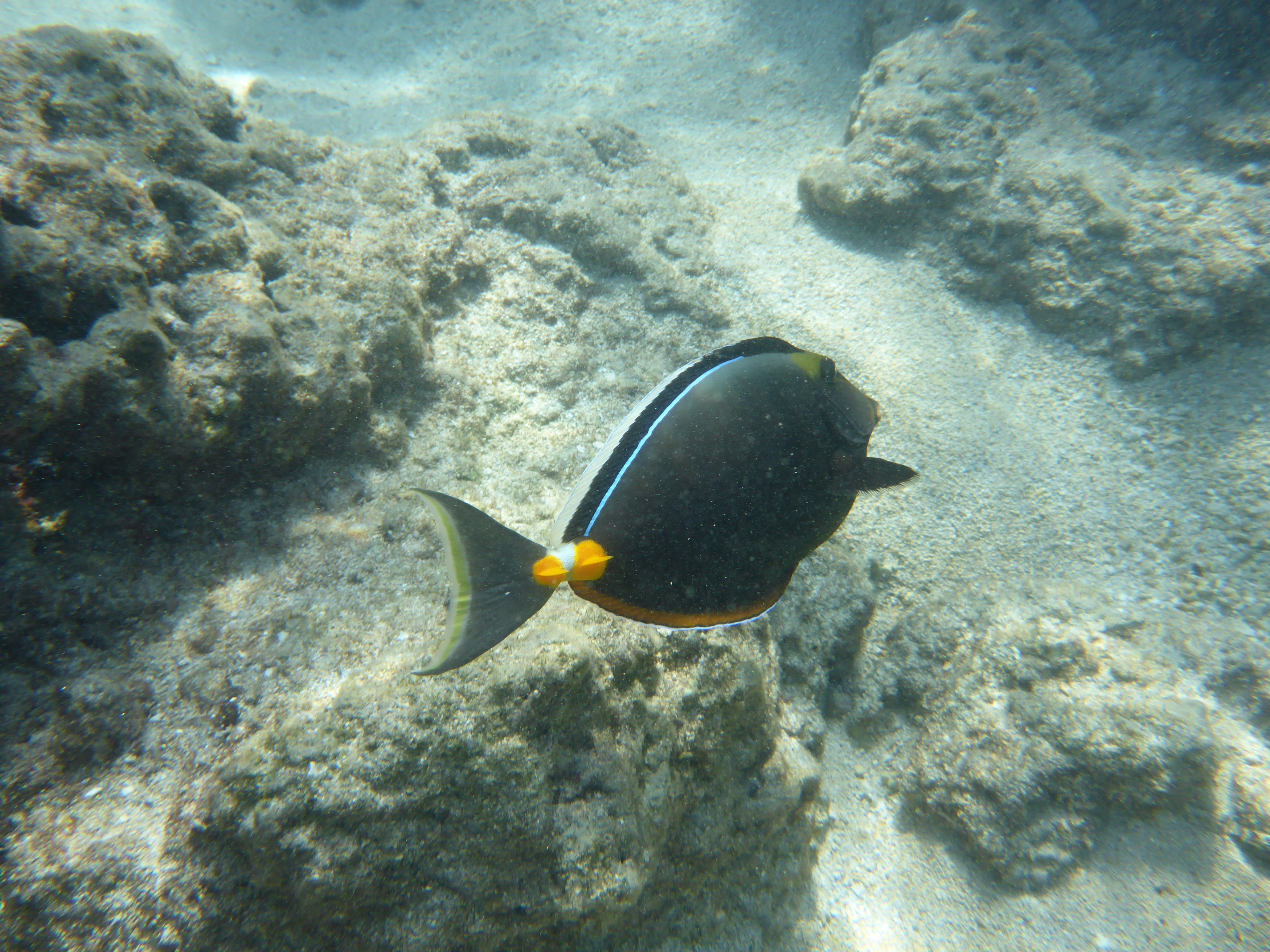 P1050266