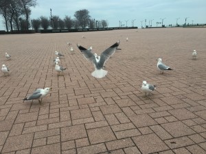 IMG_1381